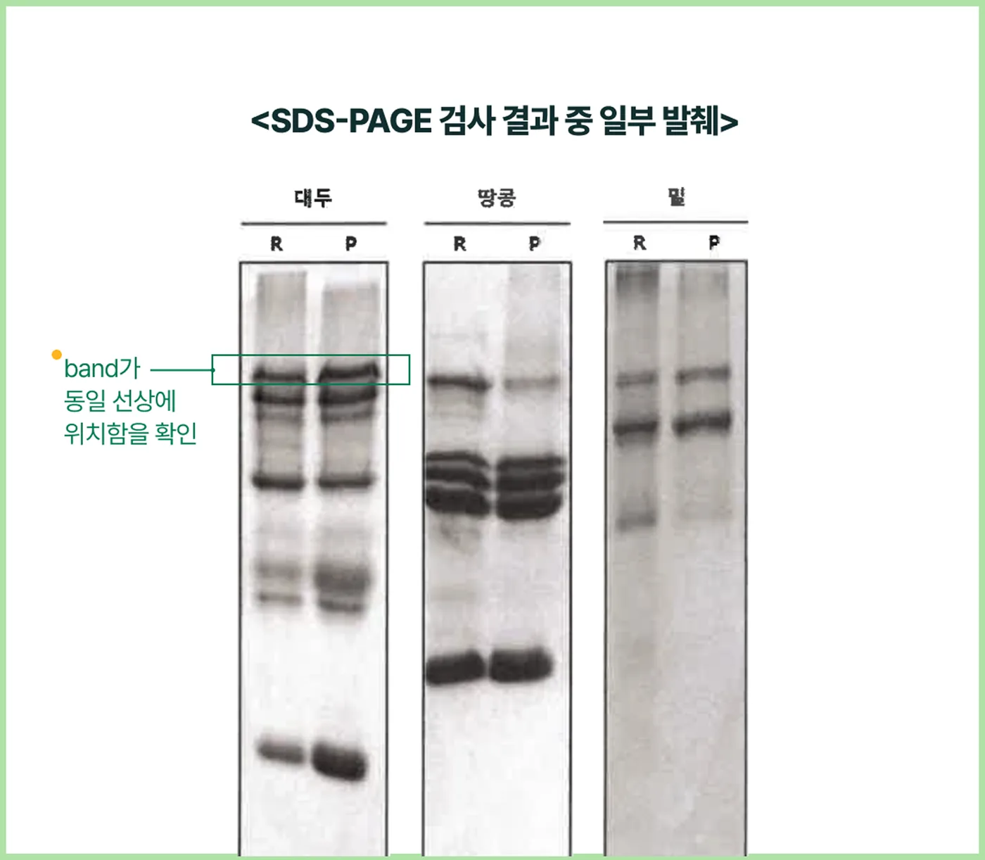 SDS-PAGE 검사 결과 중 일부 발췌 - 대두, 땅콩, 밀 단백질 밴드가 동일 선상에 위치함을 확인